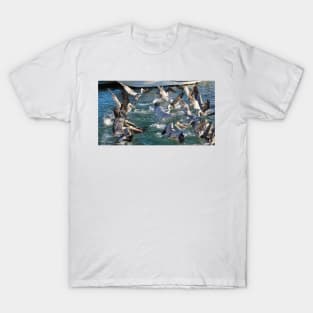 A Group Of Pelicans T-Shirt